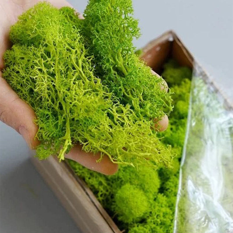 Plantas artificiales de musgo  - Terrarium Moss Art reseña y precio