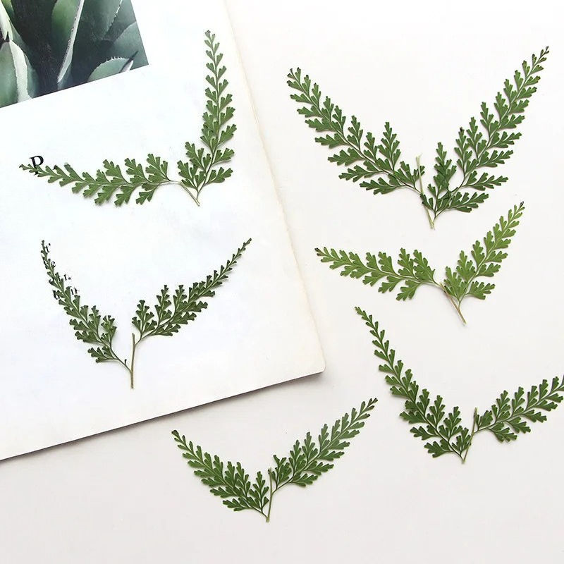 Ramas de helecho prensadas nat - Dried Flower Bulk reseña y precio